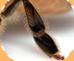 蜜蜂提篮3