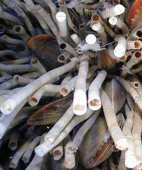 海底盐池5