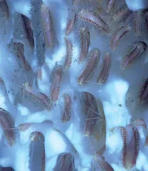海底盐池6