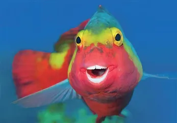 海中“鹦鹉”