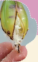 兰花：小种子有大智慧