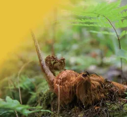濒危珍稀植物——金毛狗