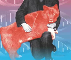 给勇敢狗测DNA