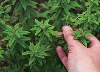 内生菌：植物体内的“好居民”