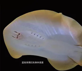 蓝斑条尾:铁蓝色斑之谜1