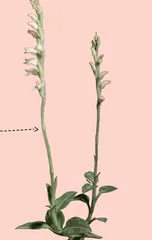 兰花:小种子有大智慧1