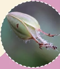 兰花:小种子有大智慧2