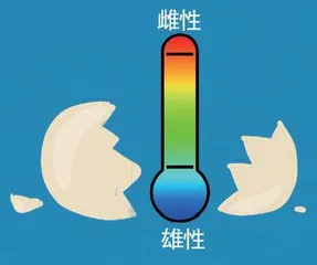 奇特的猪鼻龟5