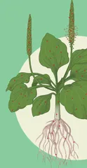 内生菌:植物体内的“好居民”1