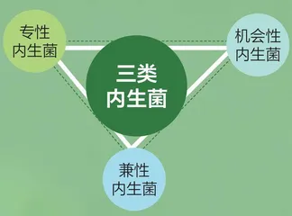 内生菌:植物体内的“好居民”2