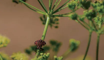 内生菌:植物体内的“好居民”3