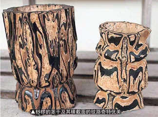 植物界“活化石”——桫椤7