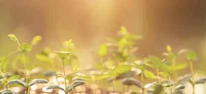 内生菌:植物体内的“好居民”6