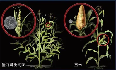 能不能学原始人吃饭?6