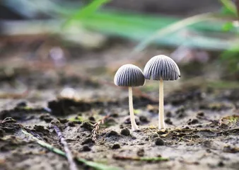 朝菌不知晦朔