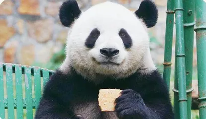 那些“出圈”的大熊猫