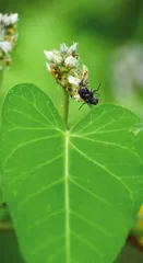 萝藦:日照芄兰枝1