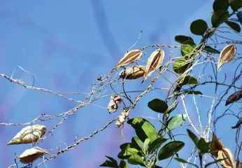 萝藦:日照芄兰枝2