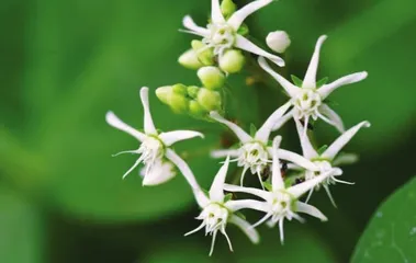 萝藦:日照芄兰枝3