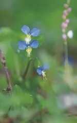 鸭跖草:青螺一点枝头颤2