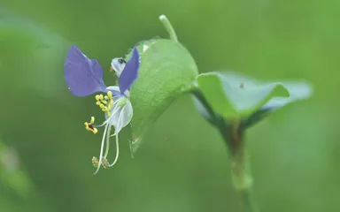 鸭跖草:青螺一点枝头颤3