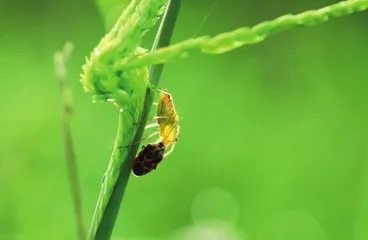 魔高一尺，道高一丈