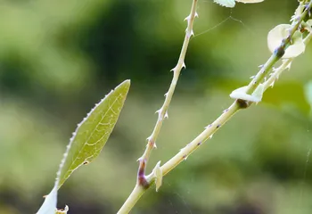 刺儿头