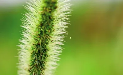 一排猕猴桃1