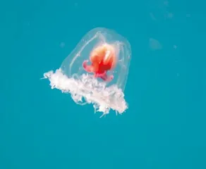 灯塔水母，地球上“长生不死”的动物