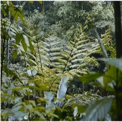 赤水桫椤自然保护区:自然之地,教育科普主平台1
