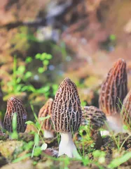 黔菌,为啥成了山地灵物1