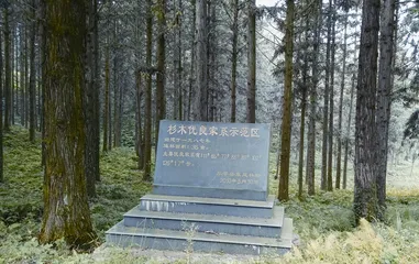 黎平县国有东风林场:经济生态双赢 科研科普并进2