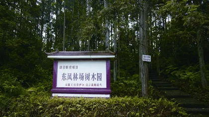 黎平县国有东风林场:经济生态双赢 科研科普并进3