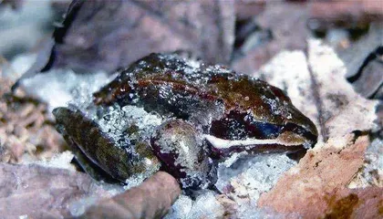生物学上真有三体人吗?2
