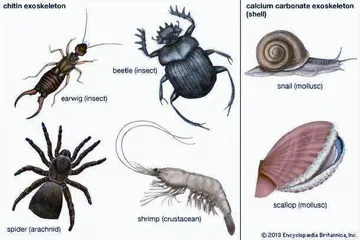 生物学上真有三体人吗?3