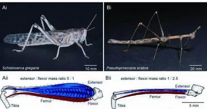 生物学上真有三体人吗?5