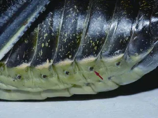 生物学上真有三体人吗?7