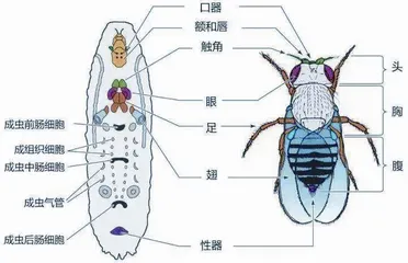 生物学上真有三体人吗?8