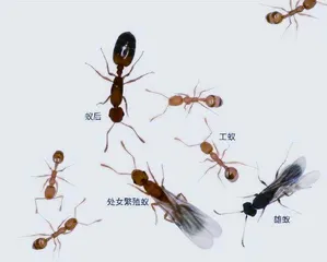 生物学上真有三体人吗?9