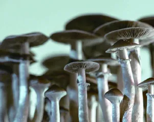 这些科学实验,一个更比一个怪9