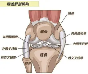 现代人最常见的毁膝运动,竟然是坐着1