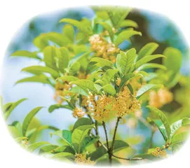 桂花