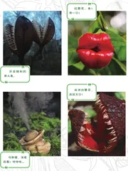看，神奇的植物在这里1