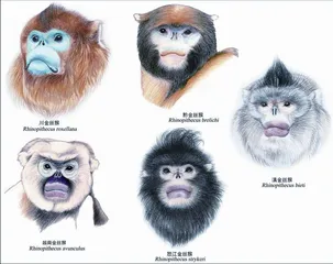 仅剩200只成熟个体:贵州独有的黔金丝猴,已经极度濒危了1