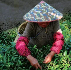 你不知道的松溪白茶
