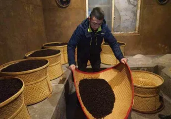 肉桂,岩茶中的香气瑰宝1