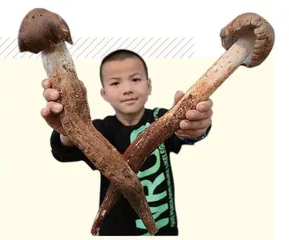 昆明:学校里“长”出野生菌博物馆2