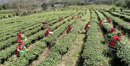 建阳白茶，天下独一味