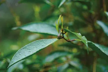 神秘的枇杷茶