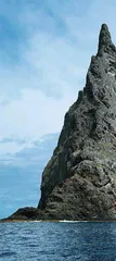 豪勋爵岛竹节虫:死而复生?1